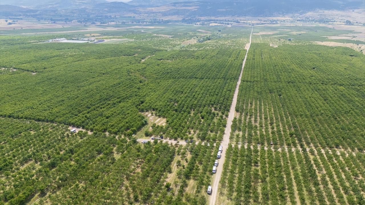 Sinirlari kaldiralim dediler servete kondular bir koyun kaderini degistiren karar Ag62XyTY